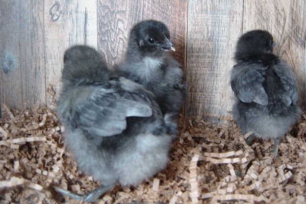 3 Pullet Chicks Week 1 - 3 Steel Blue Novagen